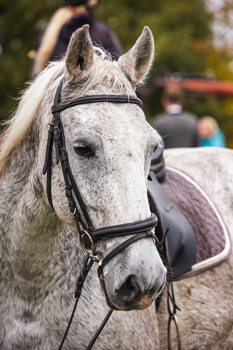 Valach společník - 2