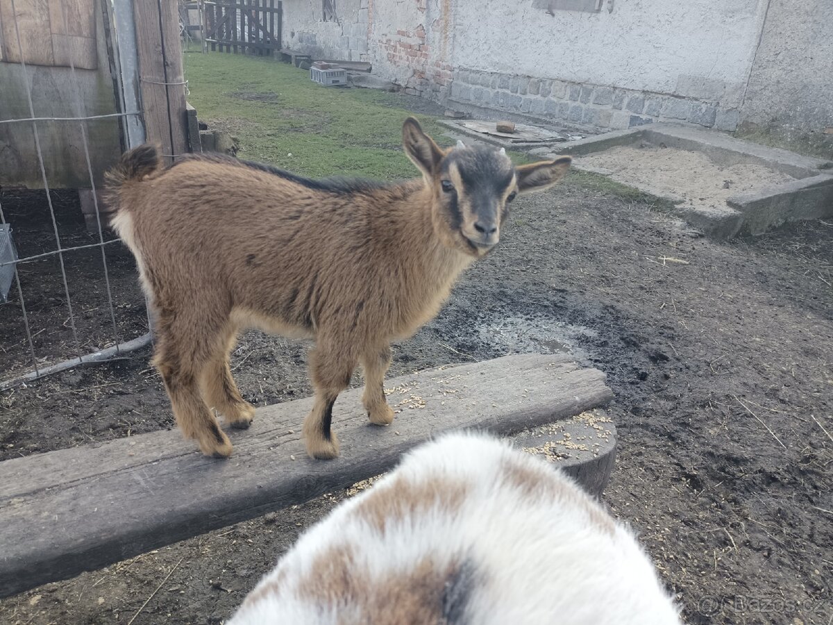 Holandská zakrslá koza - 2