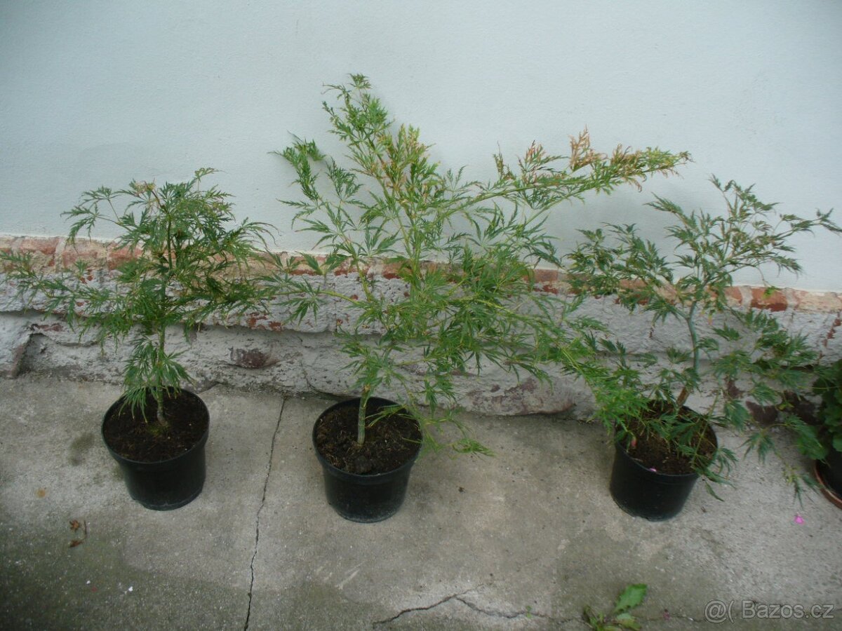 Javor Dissectum - 2