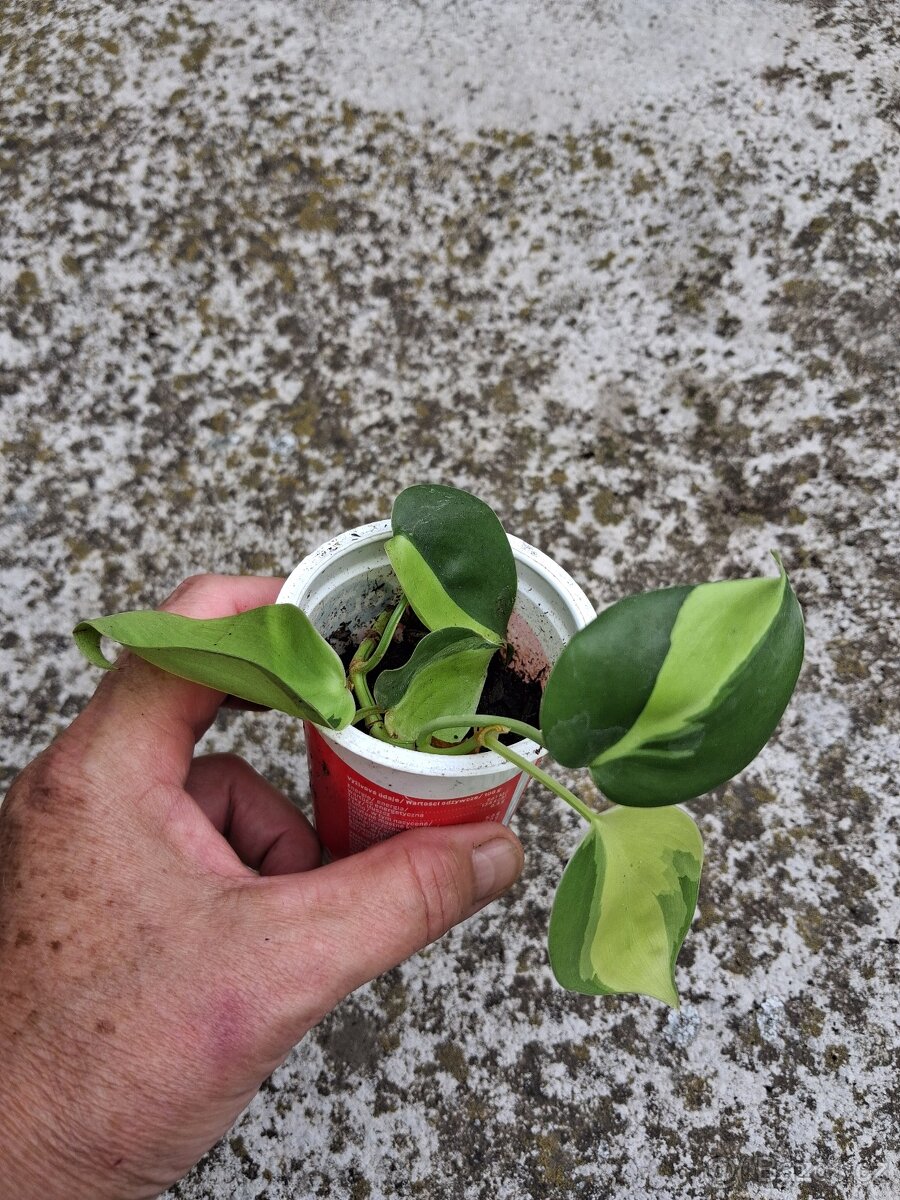 Philodendron Brazil - 2