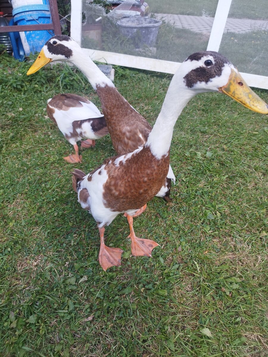Indický běžec srnčí sedlatý - 2