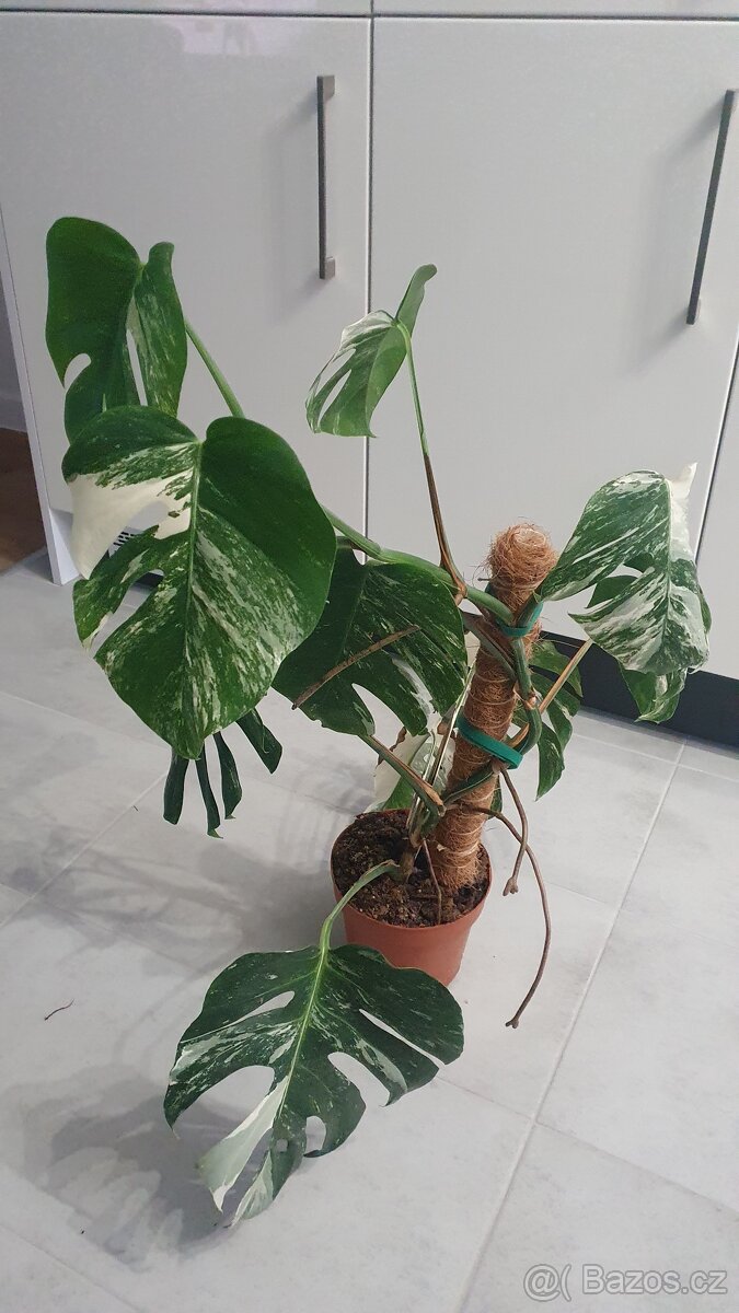 Monstera deliciosa albo variegata - 2