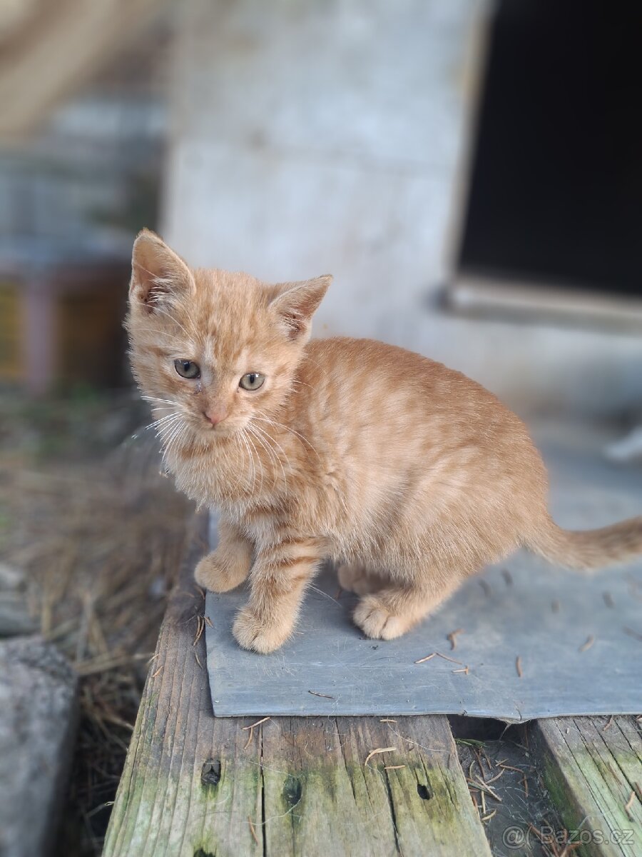 Daruji koťátka - 2