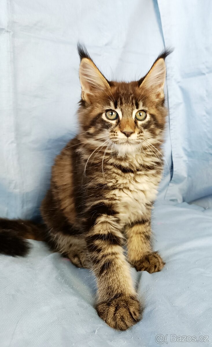 Mainská mývalí- kočička s PP - 2