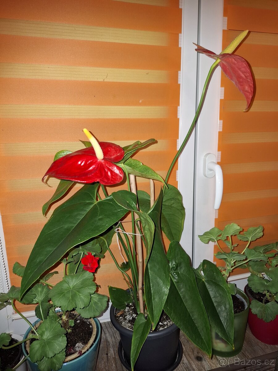 Pokojové květiny - 2