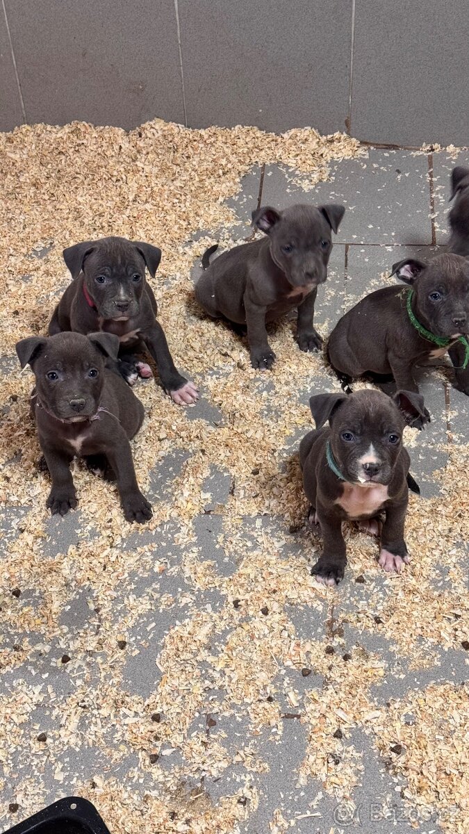 Americký stafordširský teriér - 2