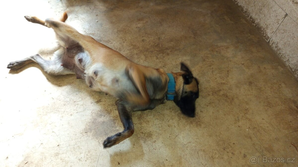 Prodám štěňata Belgický ovčák bez pp - 2