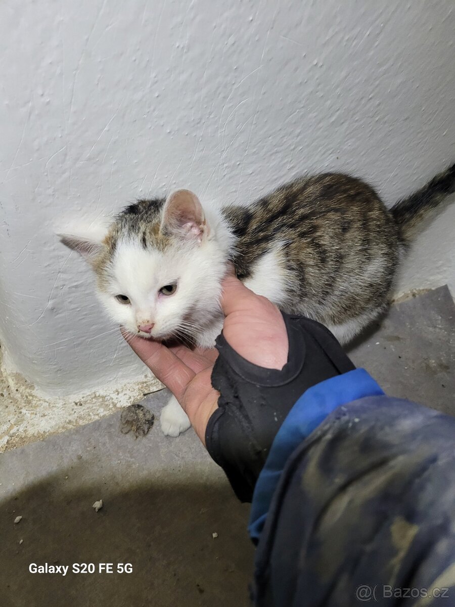 Koťata - 2