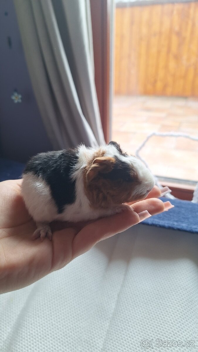 Morče, morčátko, morčata Texel, 2 - 2