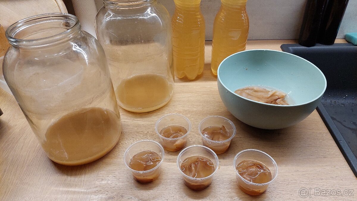 Kombucha – čajová houba – násada - 2