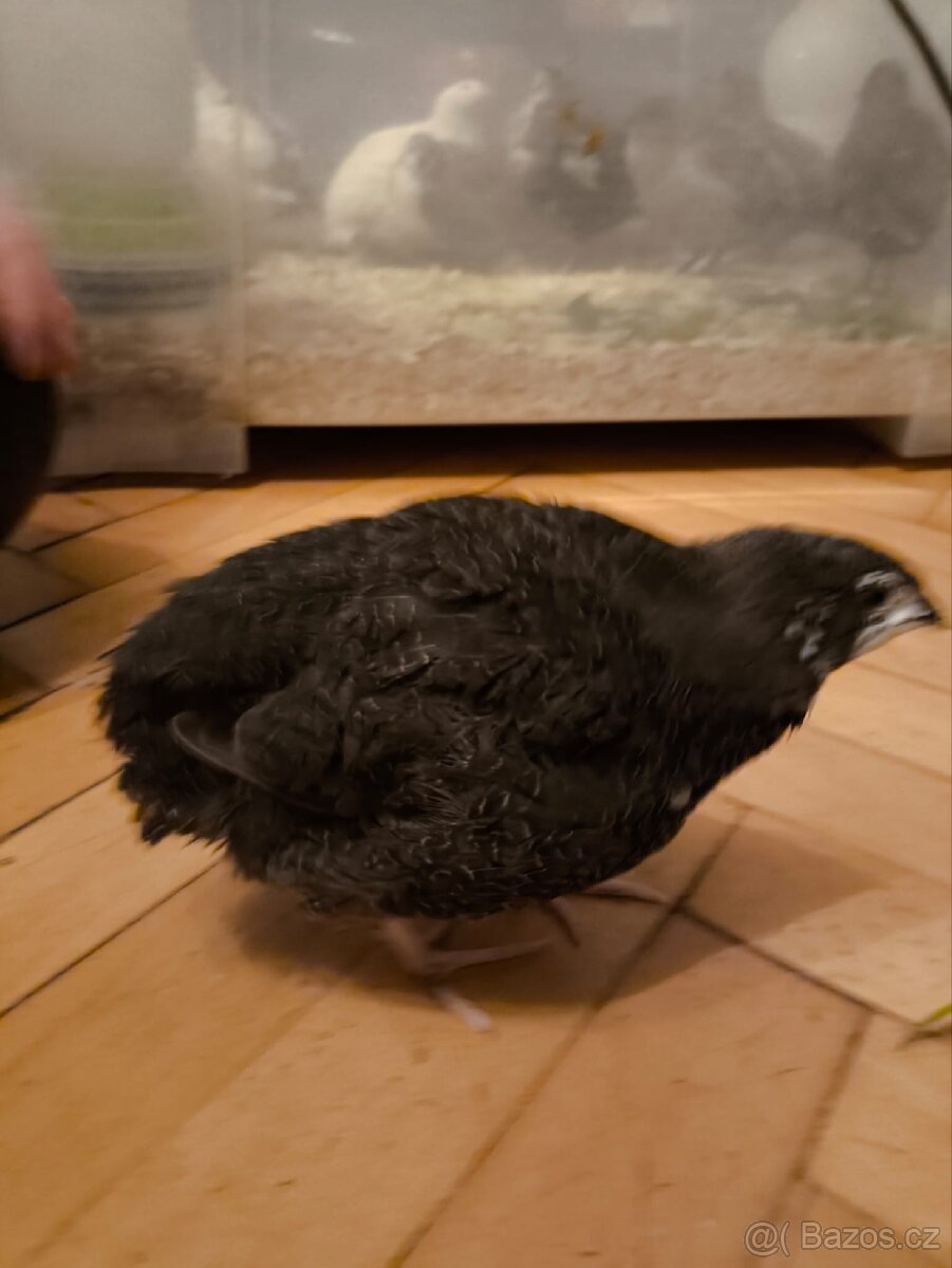 Kohoutci křepelek americký mix - 2