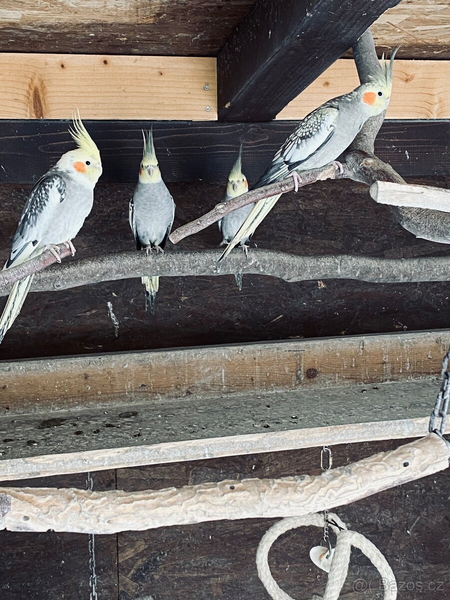 Korela chocholatá - 2