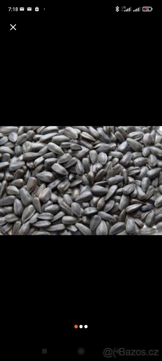 Slunečnice černá ( možnost DOPRAVY ) - 2