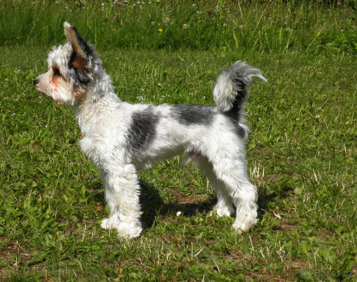 Jorkšírský teriér - 2