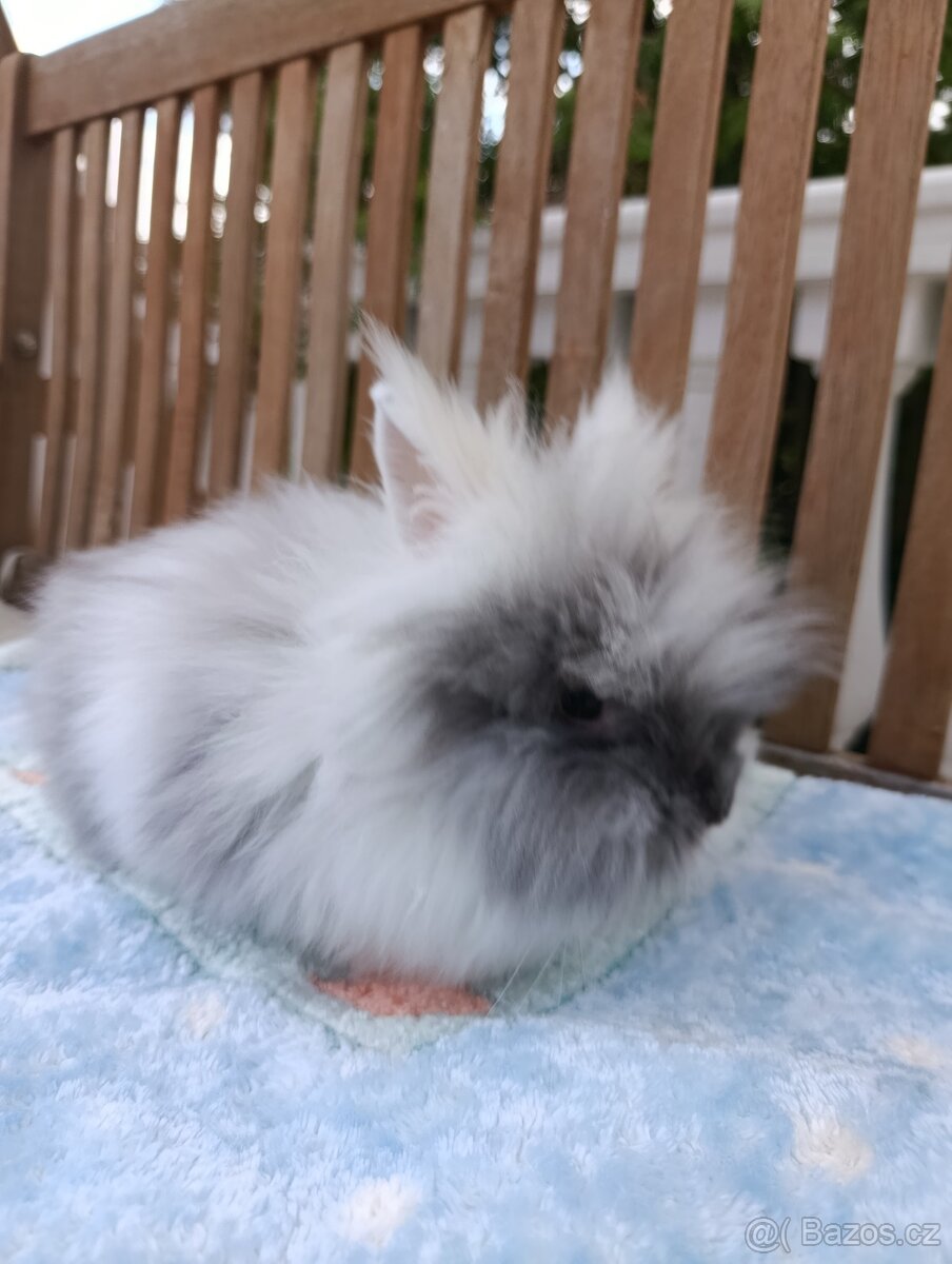 Zakrslý Teddy králíček - 2