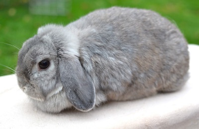 Samička Jolanka - 2