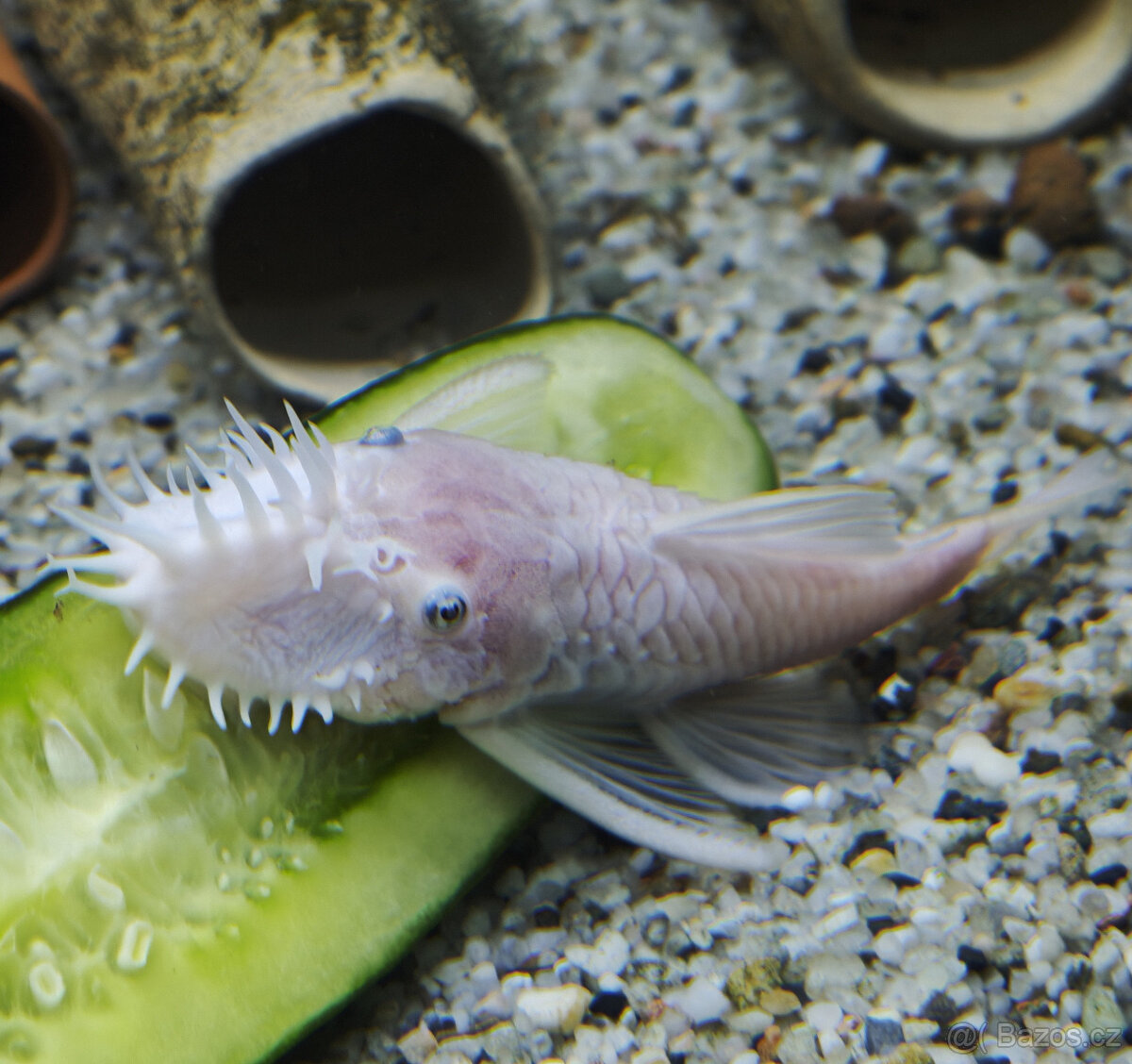 Ancitrus Snow White L144 - 2x samec - 2