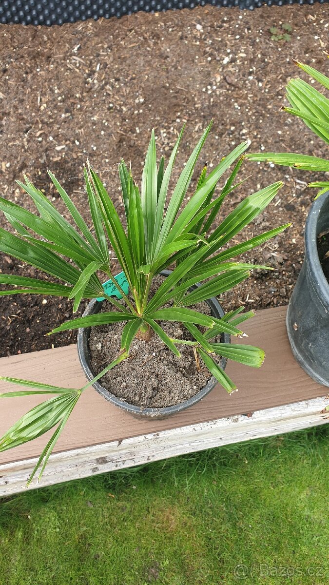 Palma Trachycarpus fortunei - 2