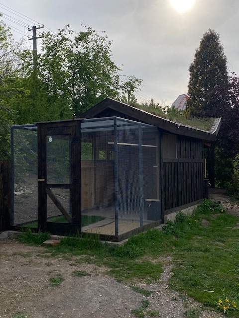 Poptávám holuby - 2