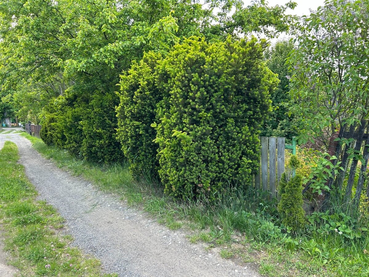 Prodej zahrady 376 m², Stružnice - Bořetín. - 2