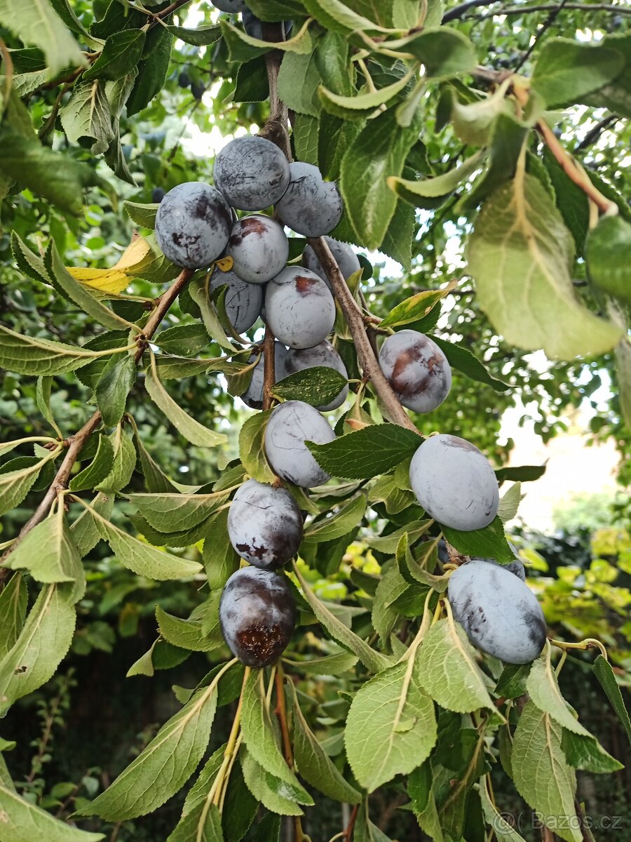 Švestky - 2
