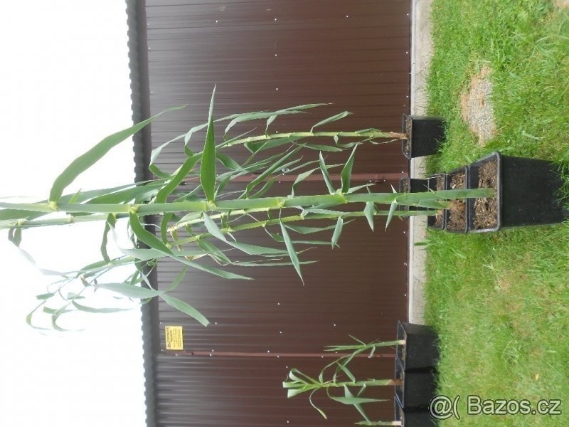 Okrasne vysoke  traviny Arundo donax, -  11L - 2