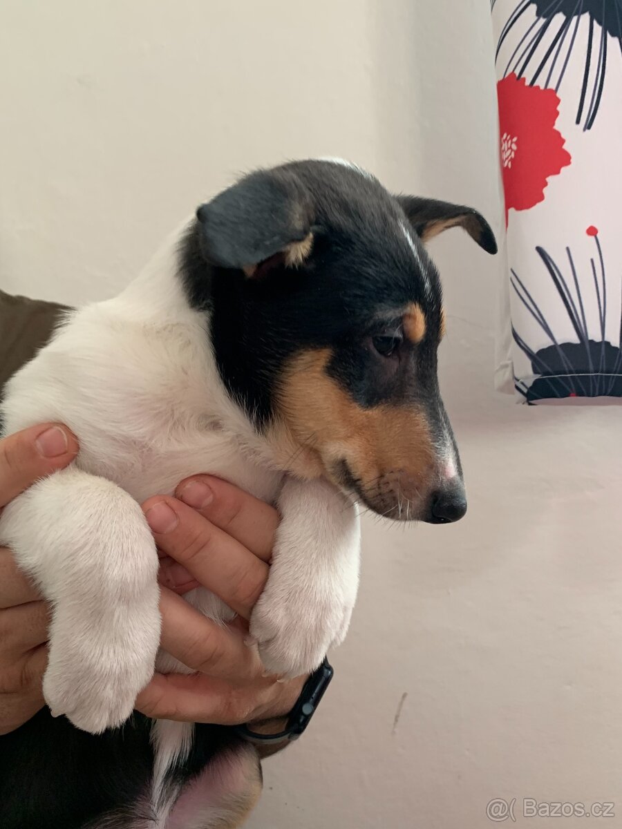 Krátkosrstá kolie s PP - pejsek - 2