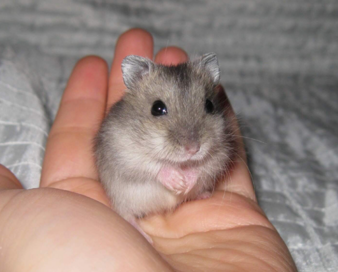 Křeček džungarský s PP (Brno, Břeclav) - 2