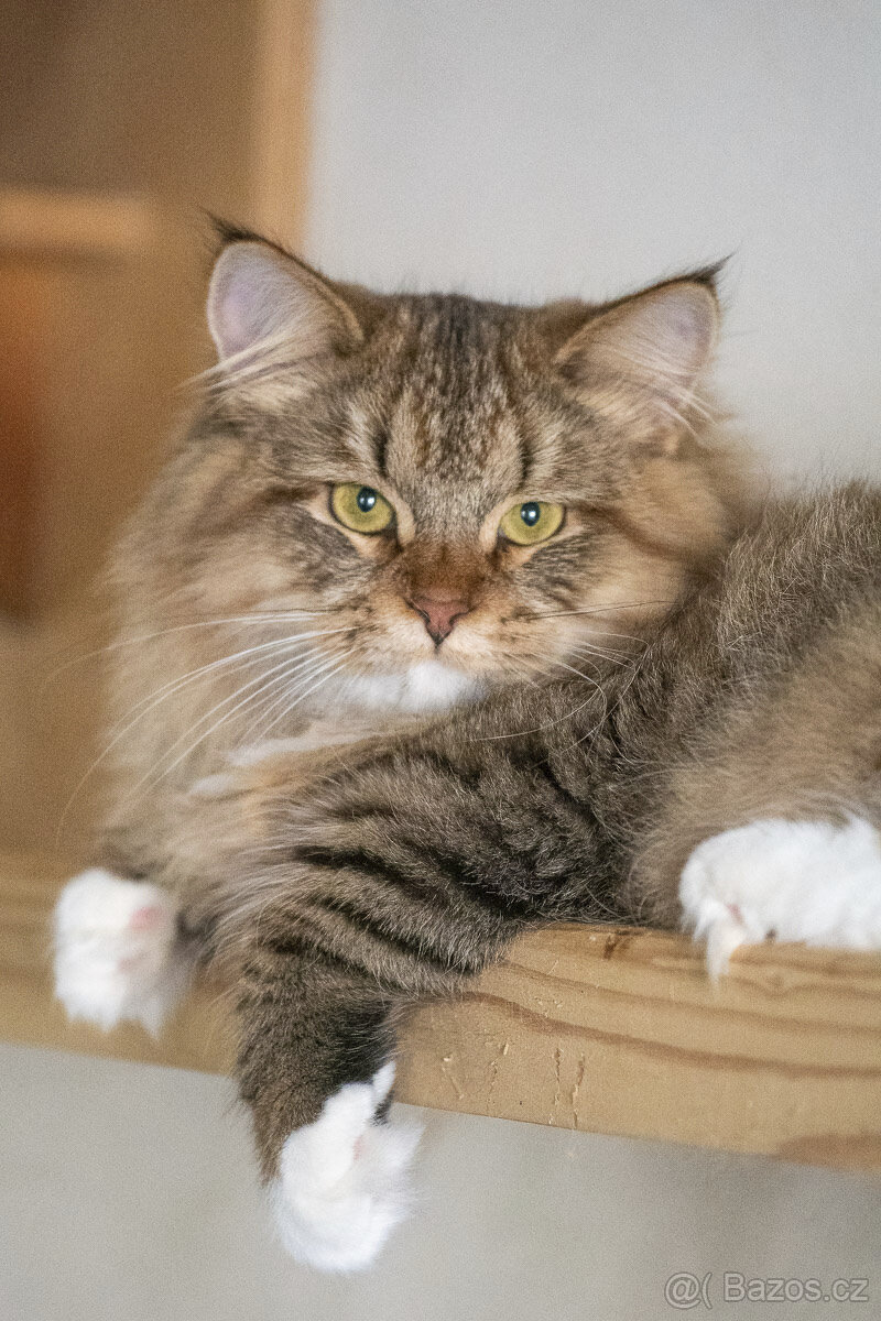 Sibiřská kočka, kocourek Nero s PP - 2