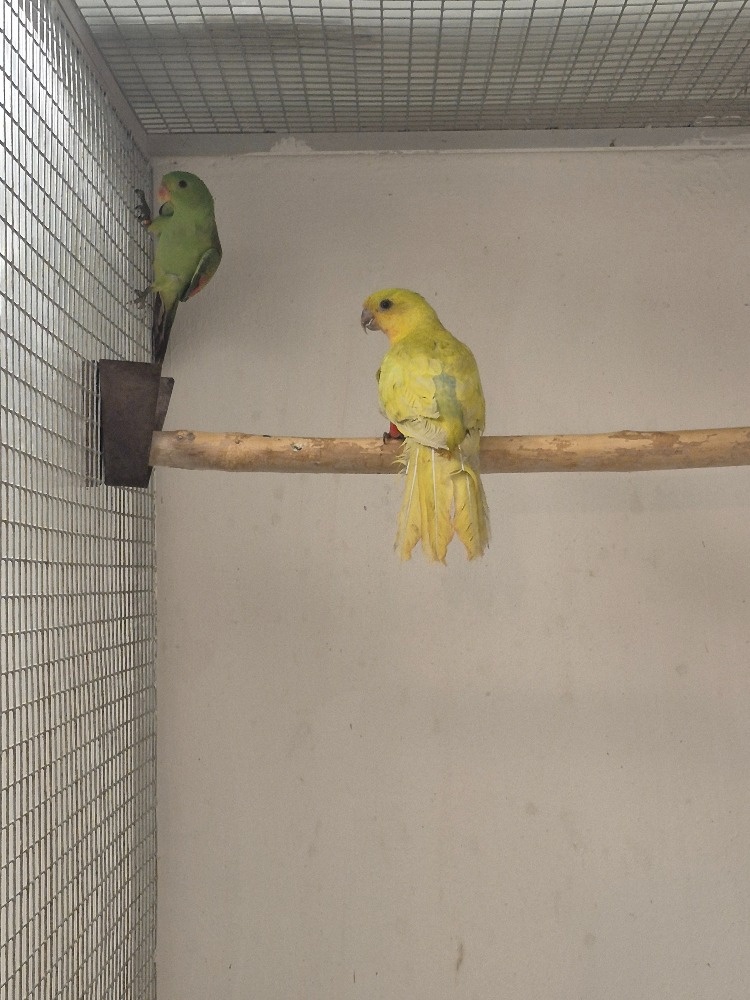 PAPOUŠEK KRÁLOVSKÝ, ŽLUTÝ - 2