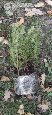 Sazenice douglasky tisolisté - 2