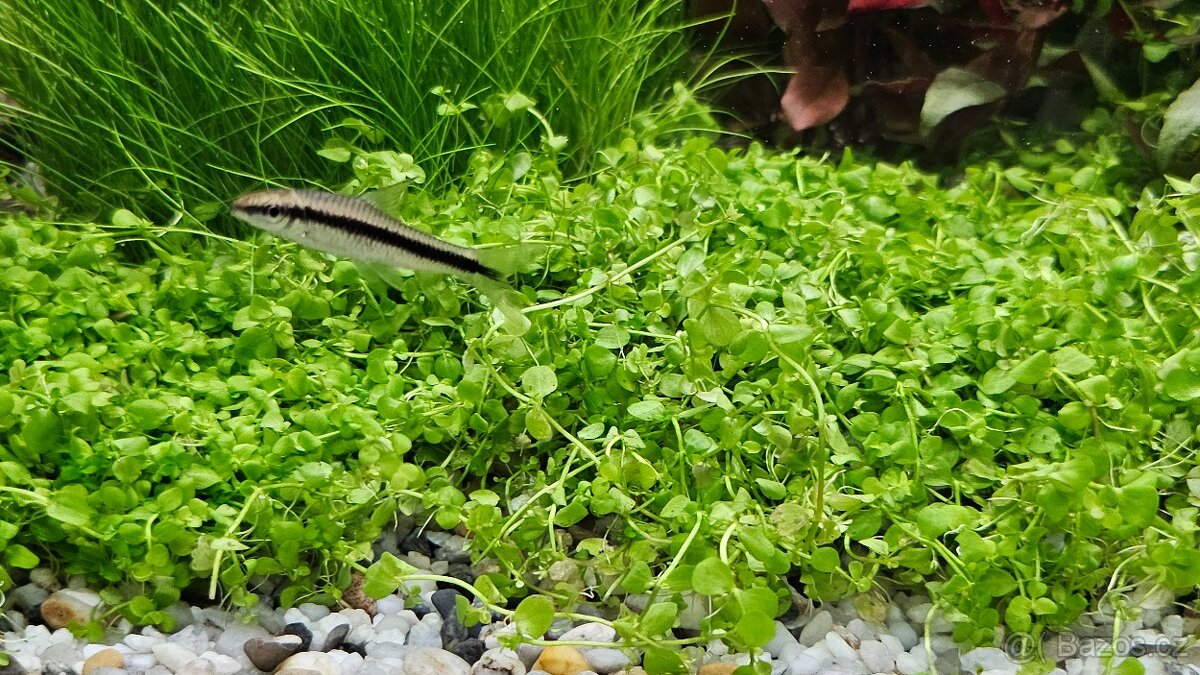 Parmička černopruhá - 2