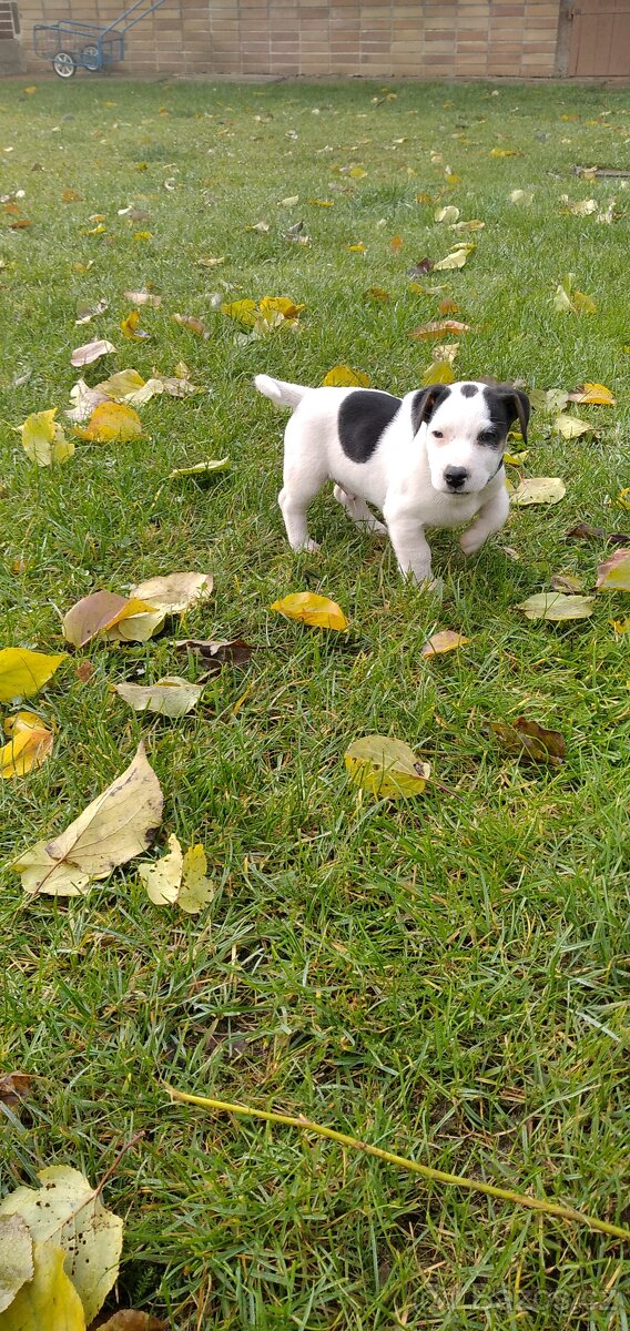 Jack Russell teriér - štěně - 2