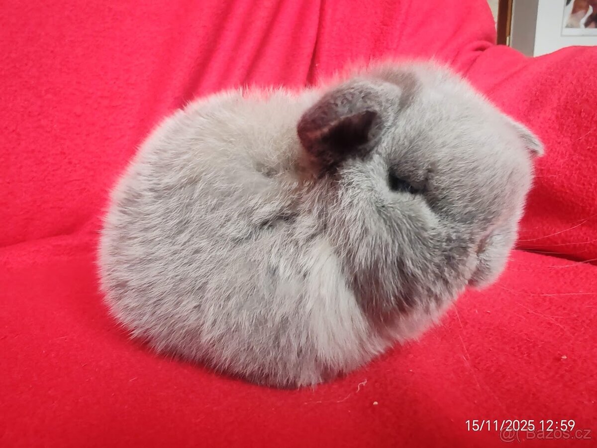 zakrslí beránci minilop - 2