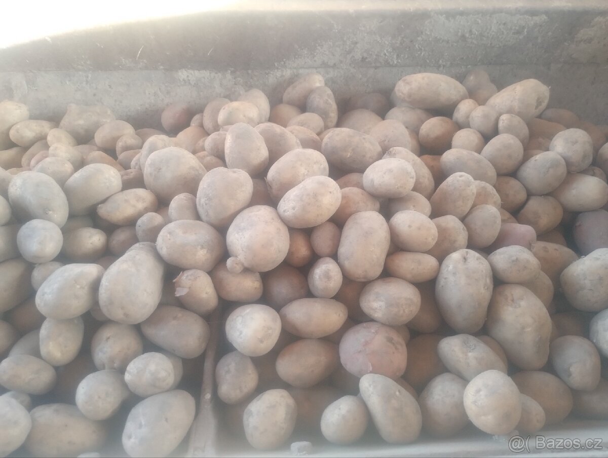 Prodám brambory na uskladnění - 2