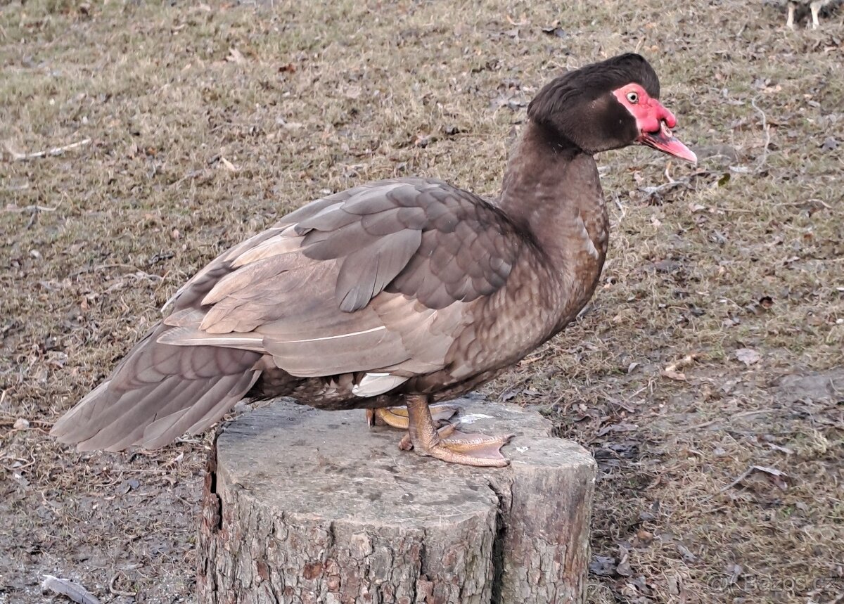 Kachna pižmová - 2