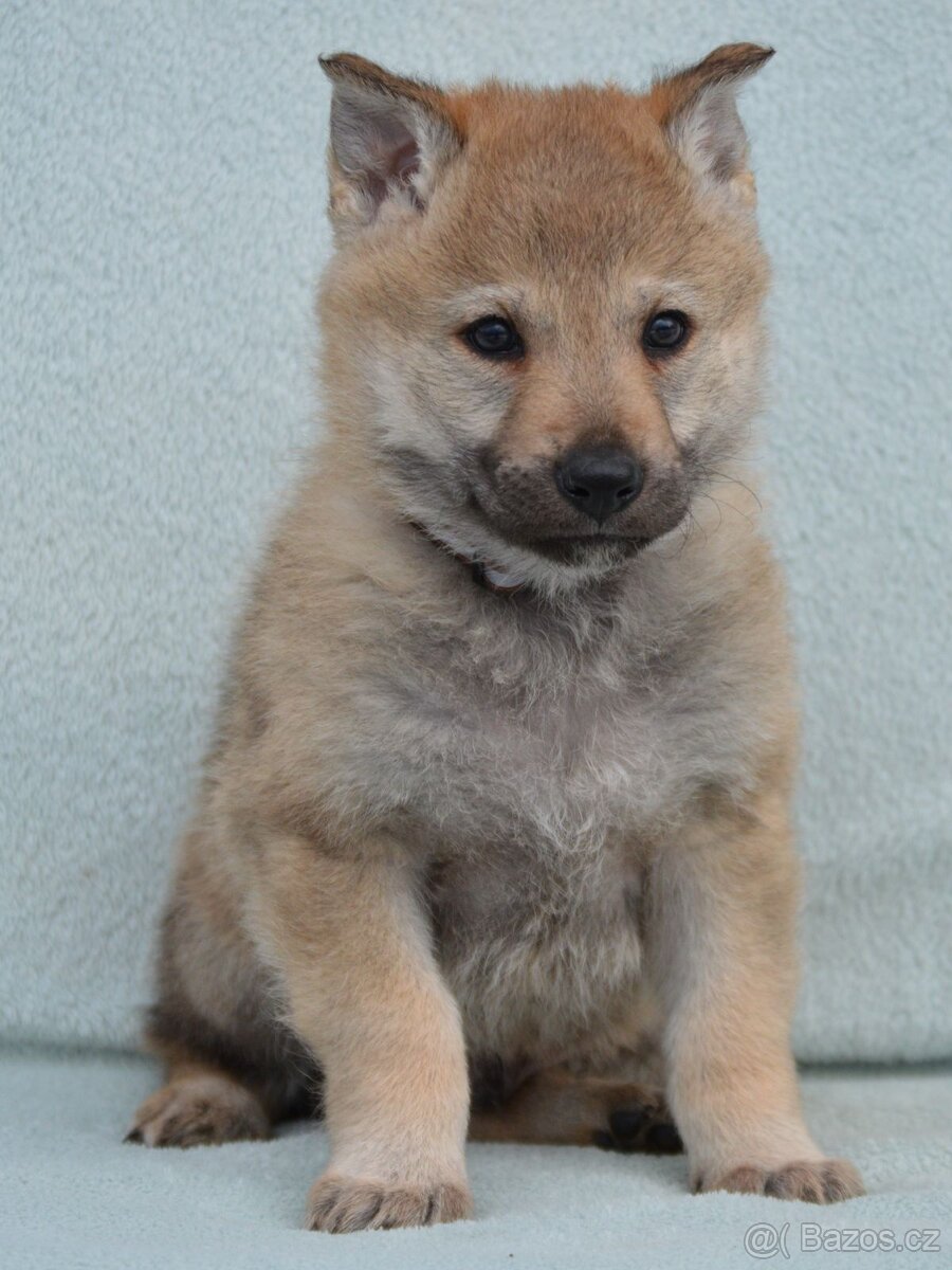 Československý vlčák - 2