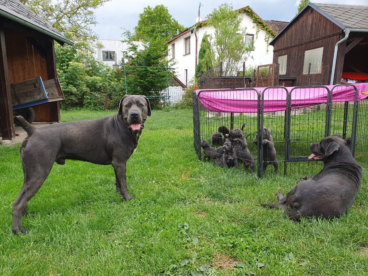 Cane corso šedý ke krytí - 2
