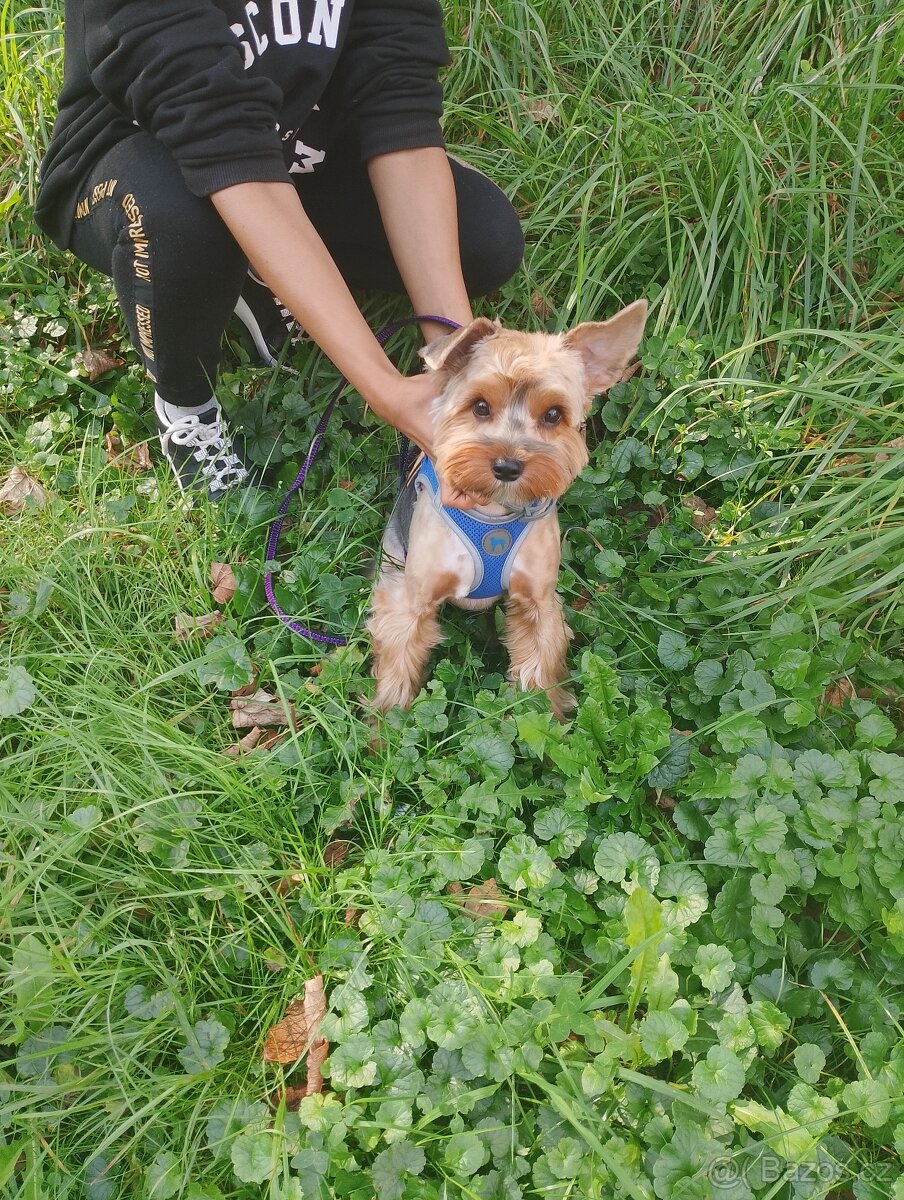 Jorkšírský teriér chlapec s pp - 2