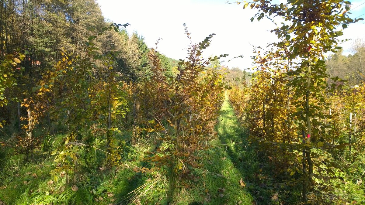 Habr - Carpinus - živý plot - 2