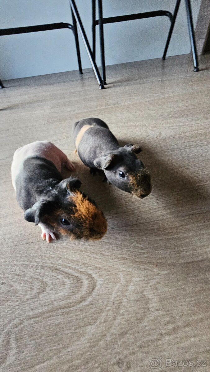 Skinny morčata (2 samečci z 1 vrhu) - 2