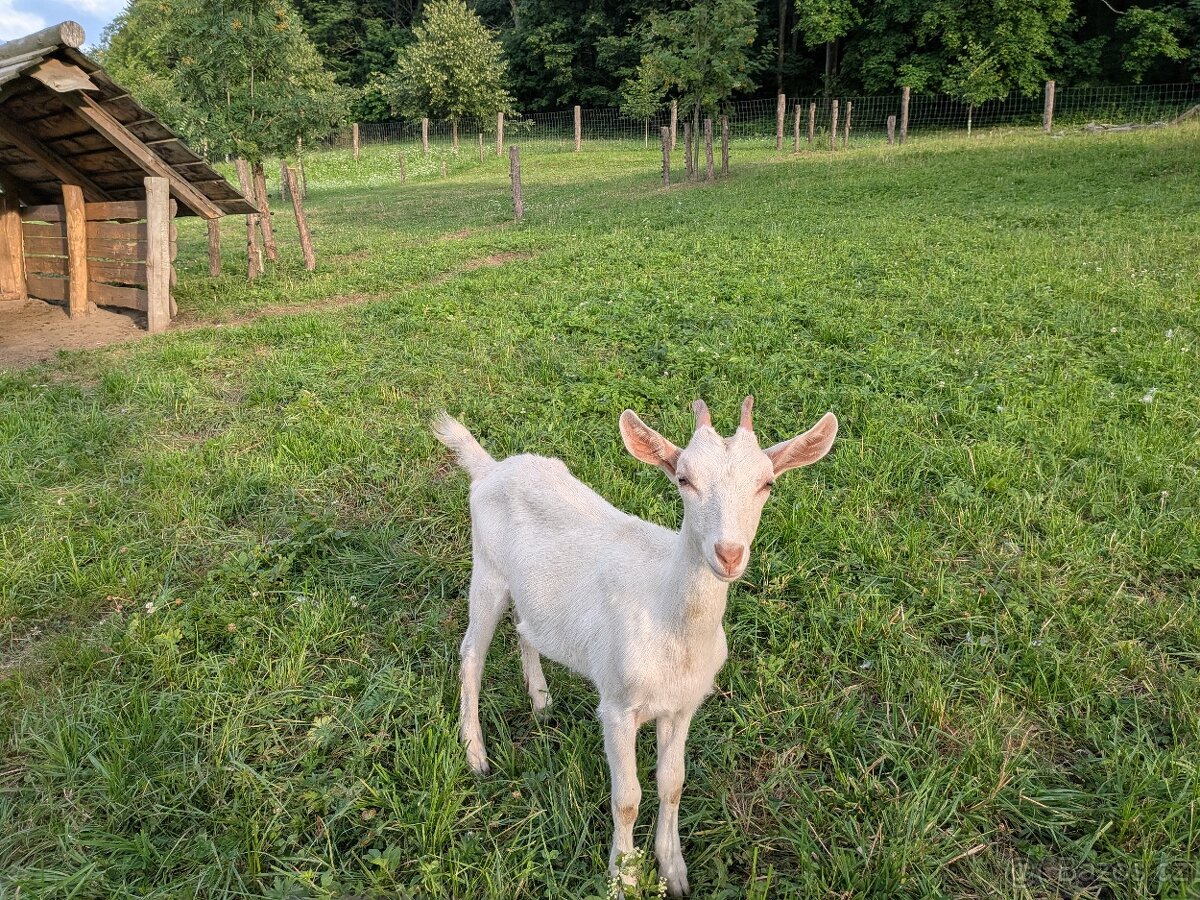 Kozička, kozičky, koza - 2