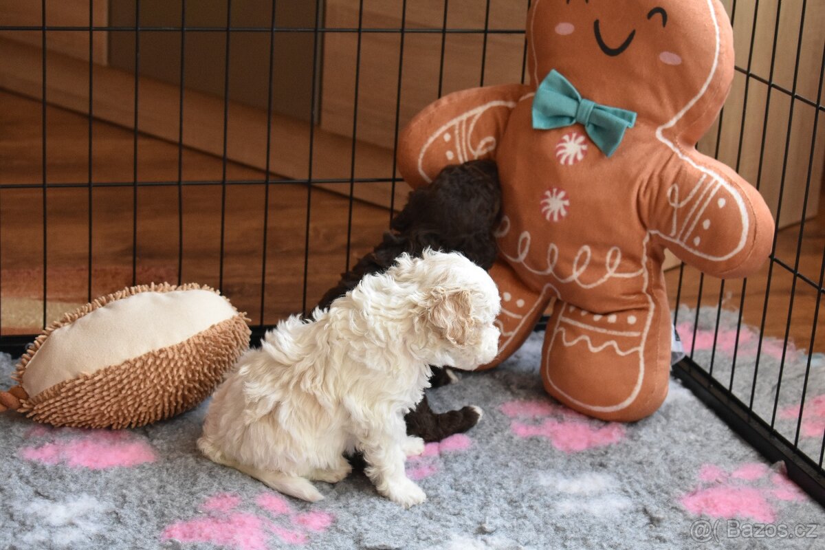 Lagotto Romagnolo s PP FCI - 2