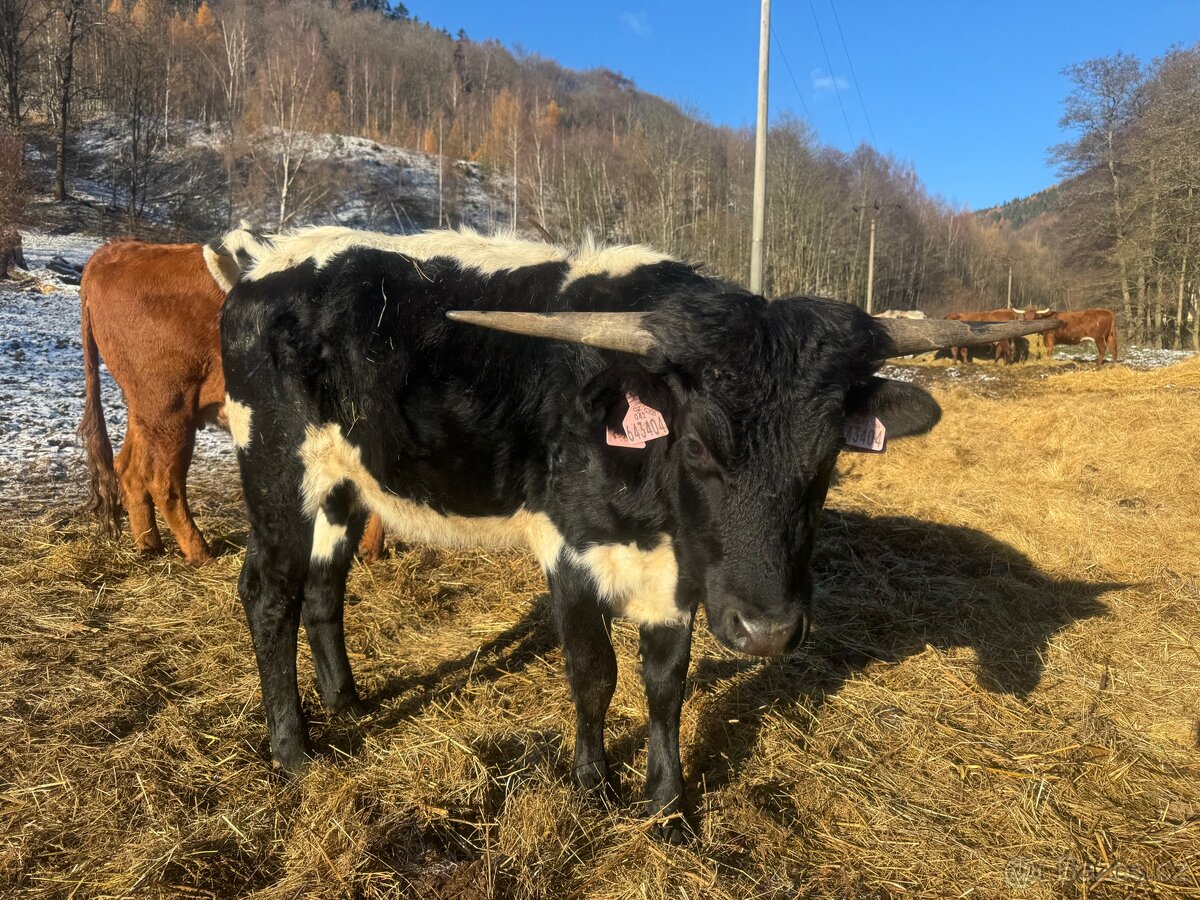 Prodám trofejního volka texas longhorn - 2