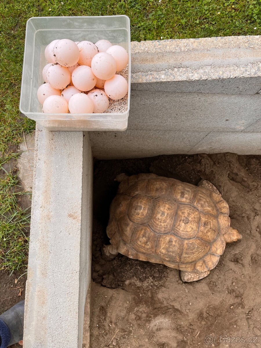 Želva ostruhatá - Centrochelys sulcata - 2