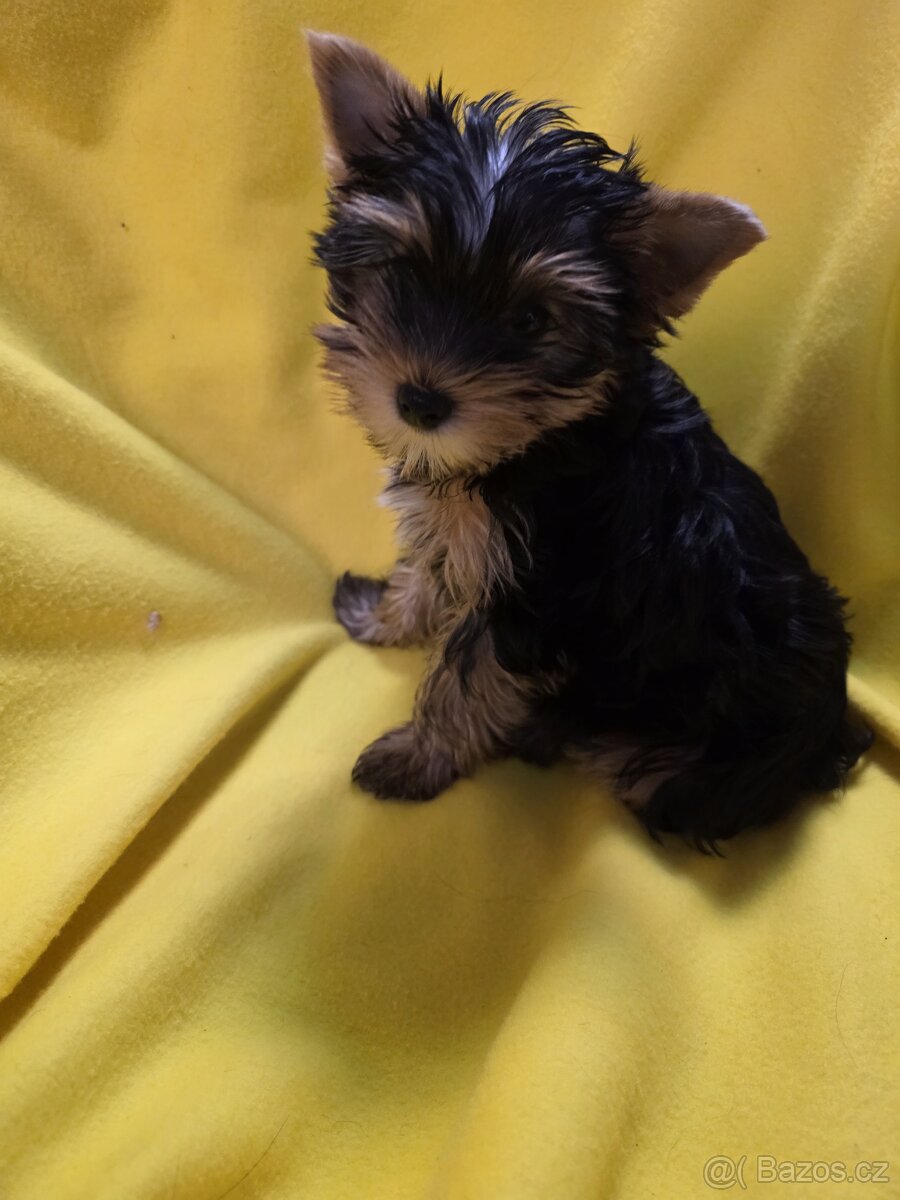 Jorkšířský teriér - 2