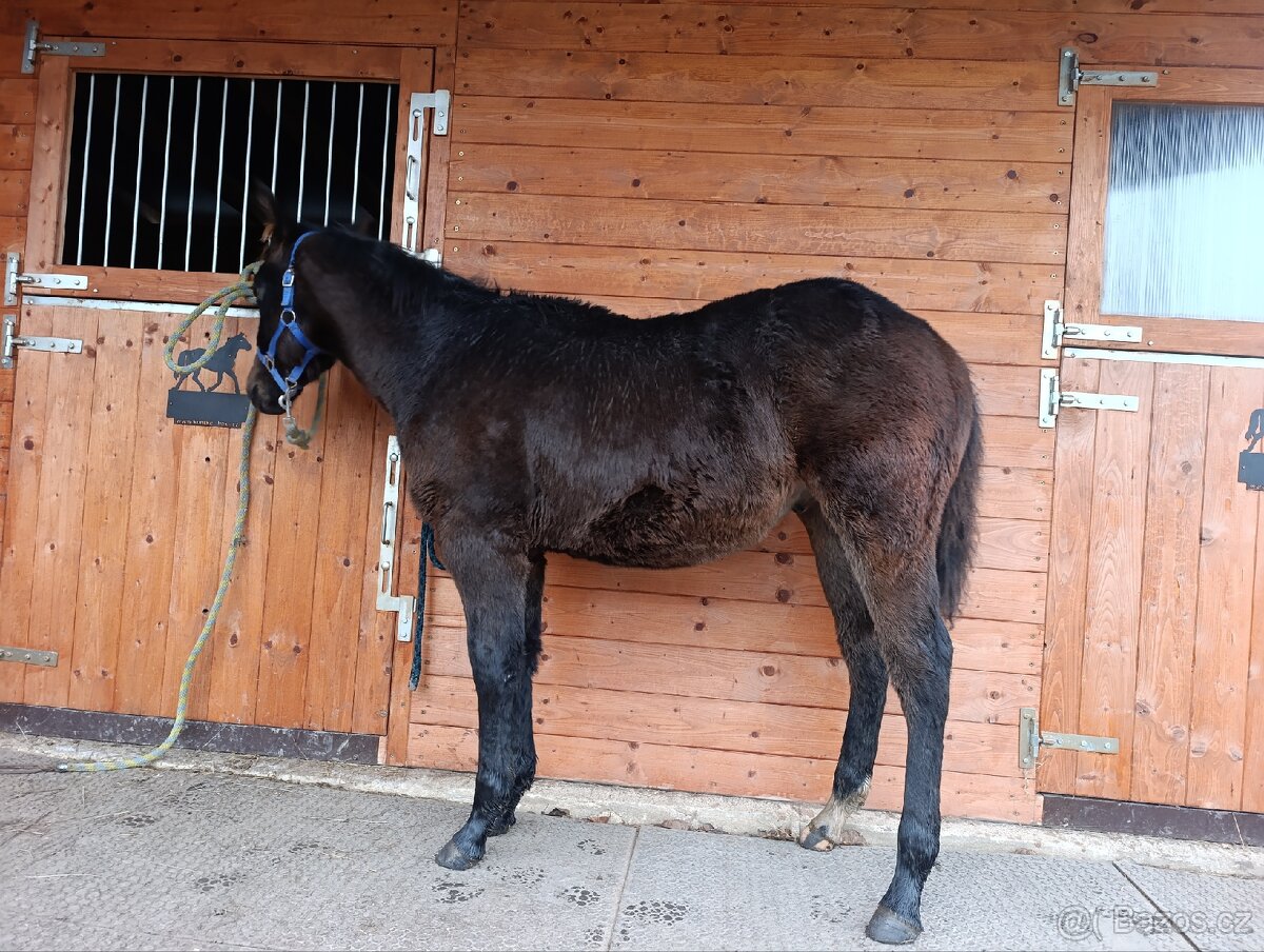 APH hřebeček '25 - 2