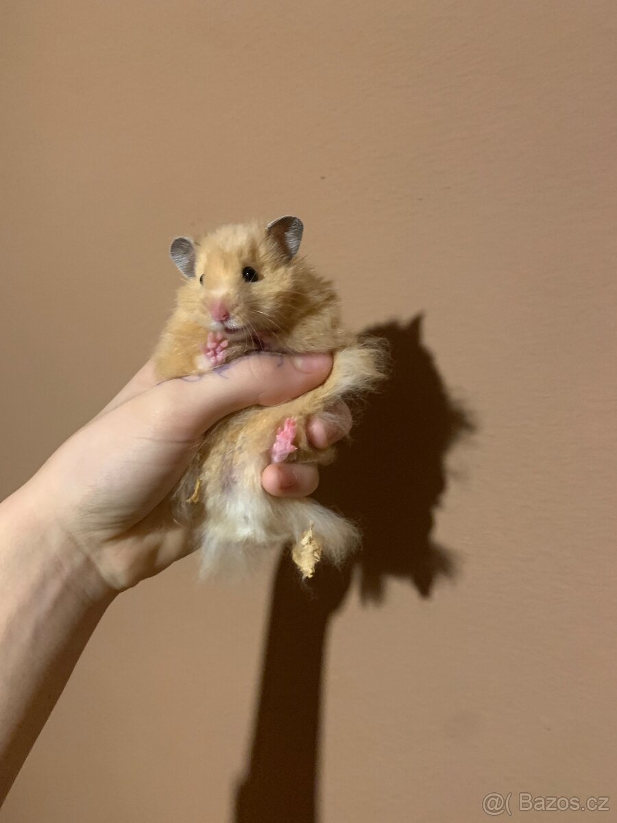 Křeček syrsky mláďata - 2