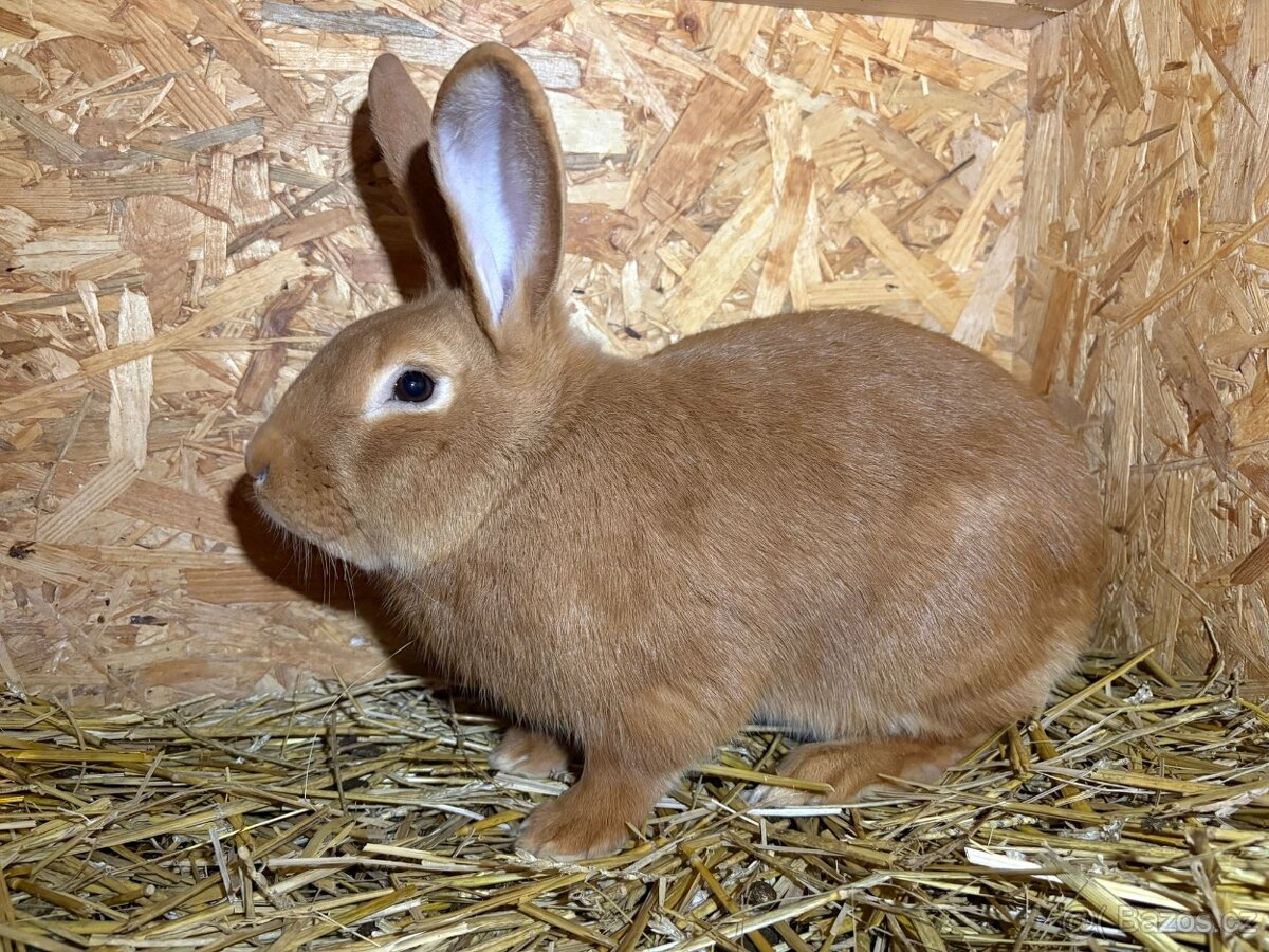 Burgundský králík - samec - 2