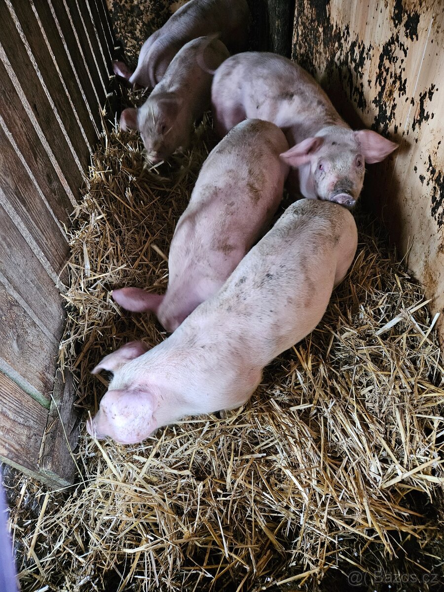 Prodám selata - 2